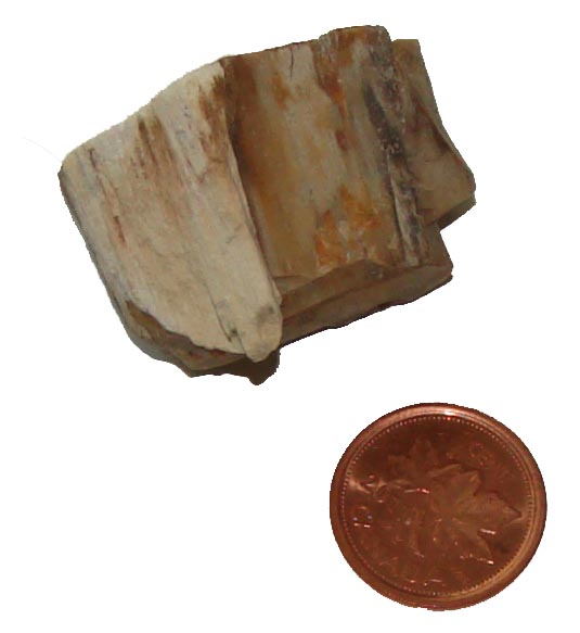 Buy Petrified Wood Crystals What is Petrified Wood Used For