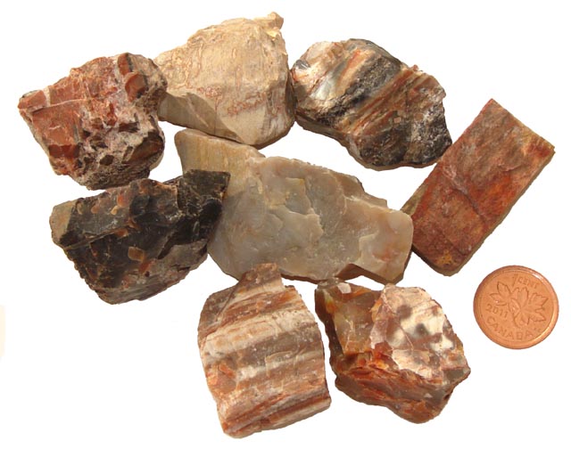 The Healing Uses of Petrified Wood Raw Stones For Sale